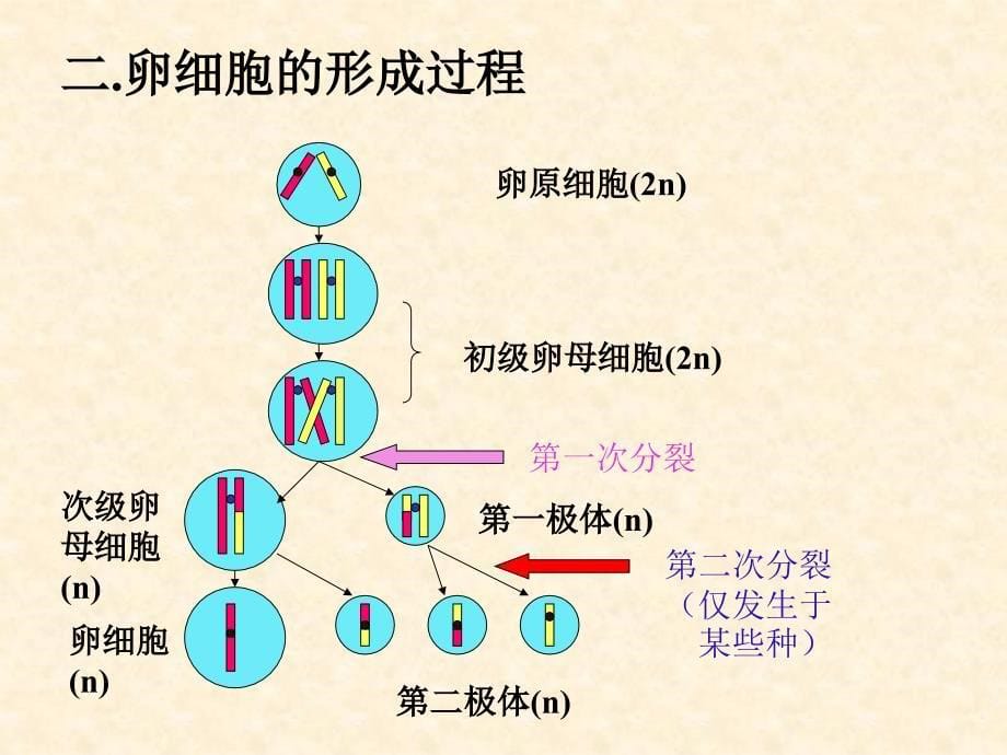 减数分裂与有性生殖细胞的成熟2课件_第5页