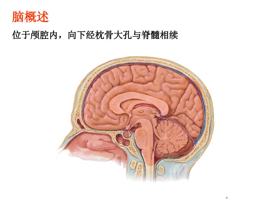 系统解剖学：脑干（研究生）_第2页