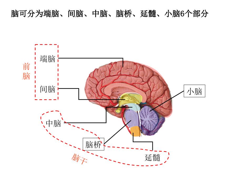 系统解剖学：脑干（研究生）_第4页