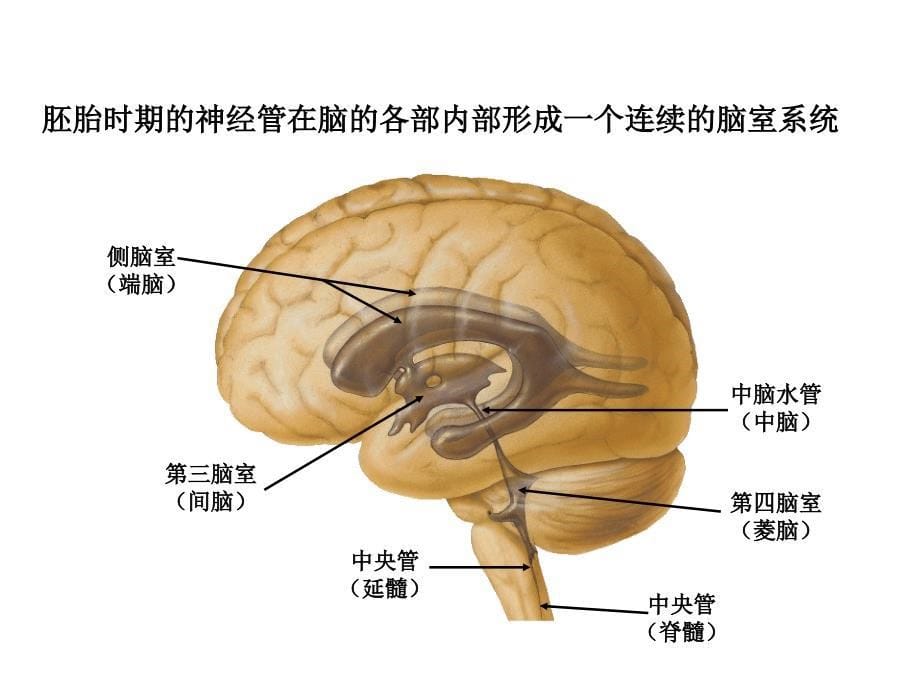 系统解剖学：脑干（研究生）_第5页