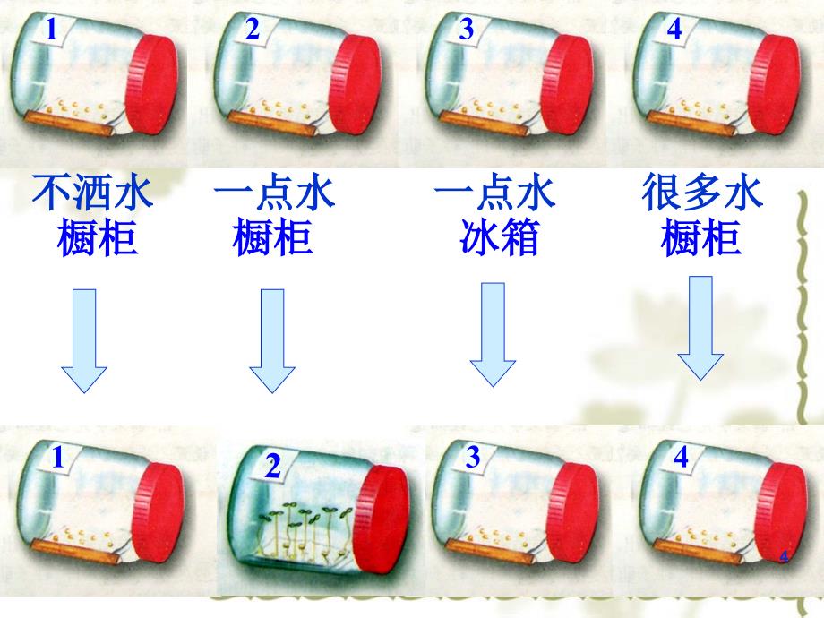 第一节种子的萌发_第4页