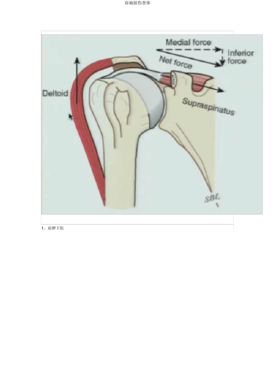 肩袖损伤查体.doc_第2页