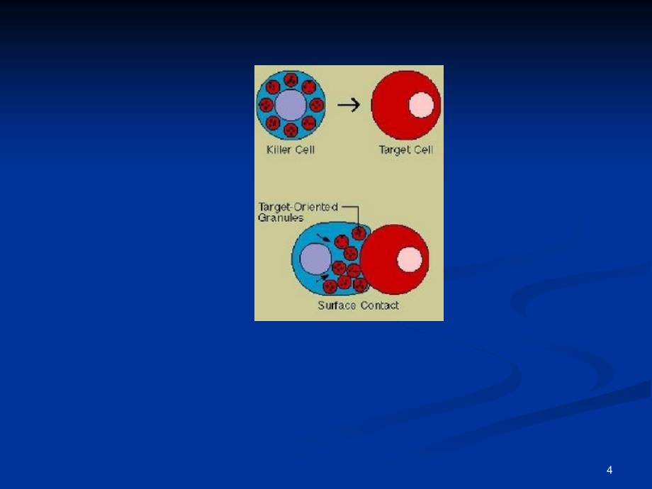 细胞因子 ppt参考课件_第4页