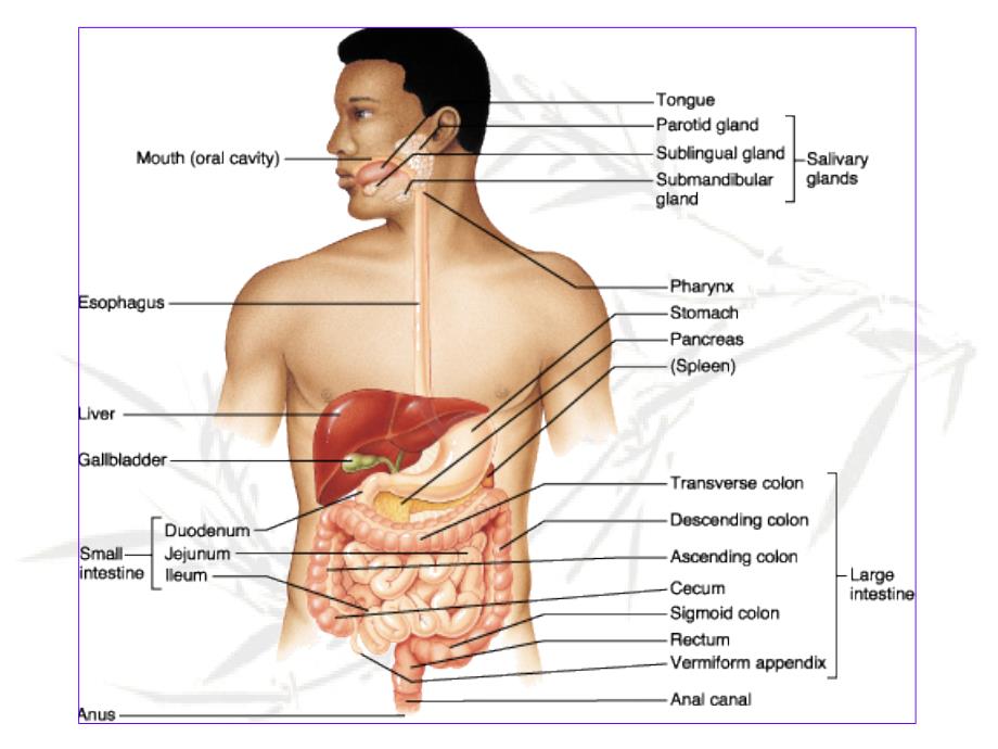消化系统课件：消化腺（12临床七年制）_第2页