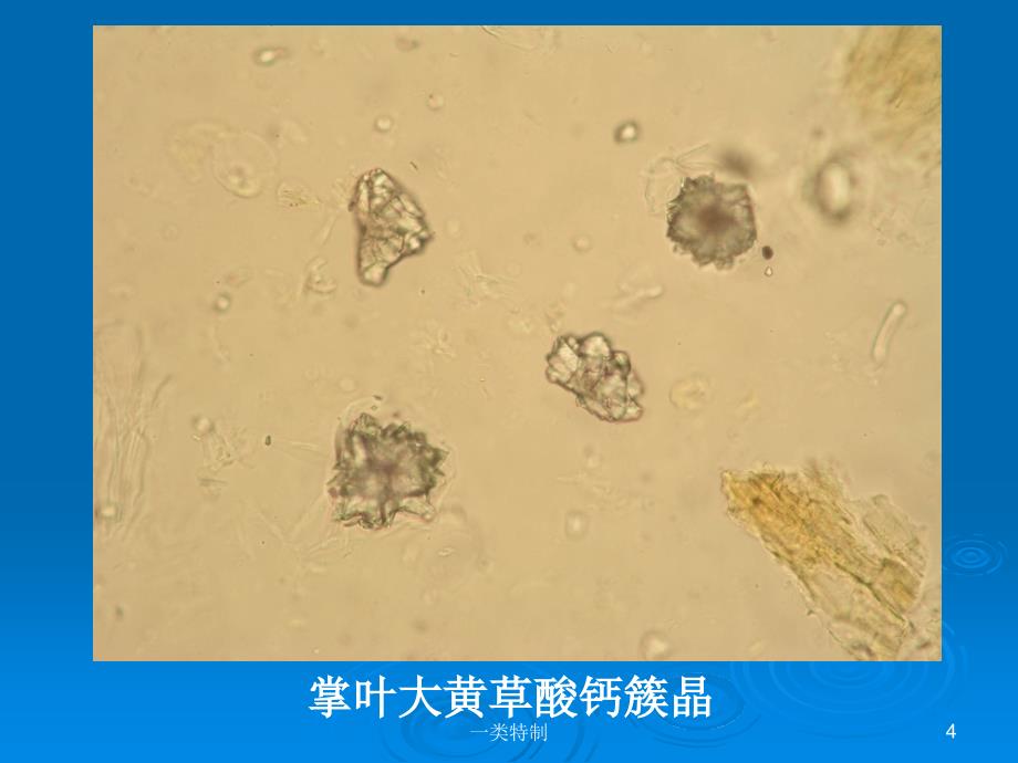 中药鉴定学粉末鉴别汇总图医学荟萃_第4页