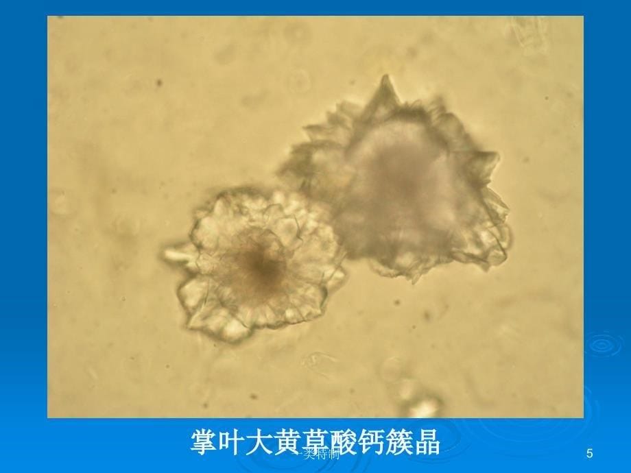 中药鉴定学粉末鉴别汇总图医学荟萃_第5页