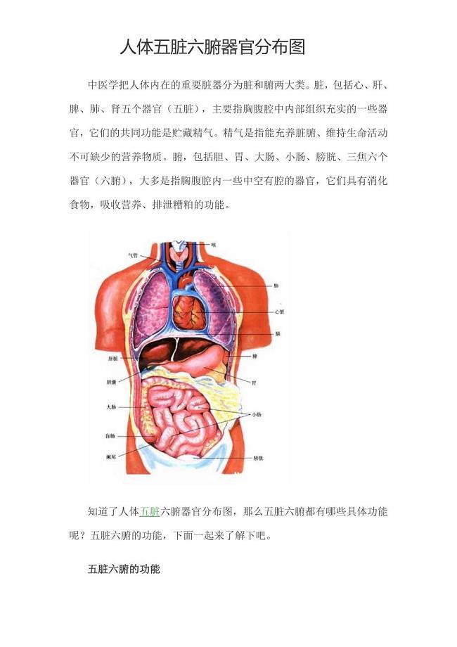 人体五脏六腑器官分布图
