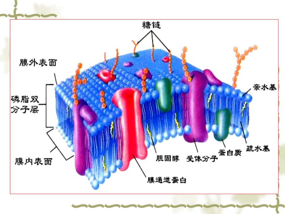 第二章细胞基本功能_第3页