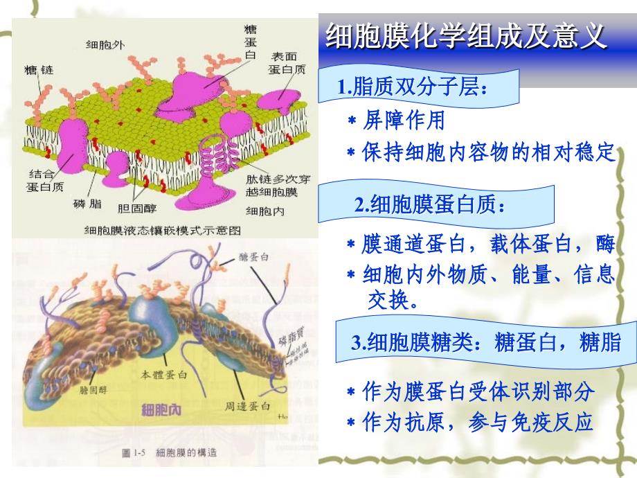 第二章细胞基本功能_第4页