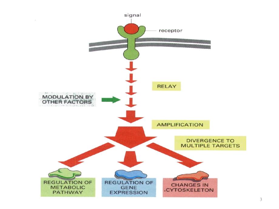分子细胞生物学教学课件：Chapter13-细胞信号转导_第3页