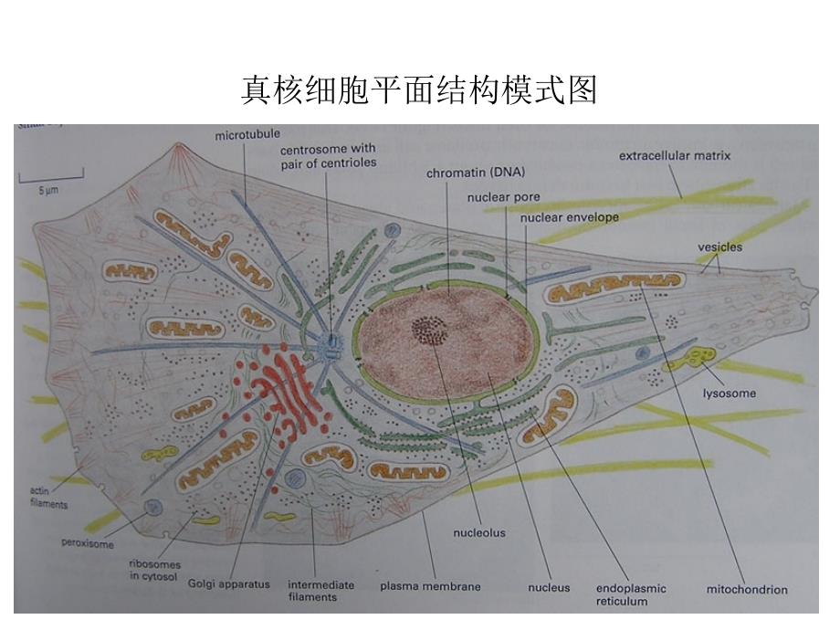 大学细胞生物学——第五章细胞的内膜系统_第3页