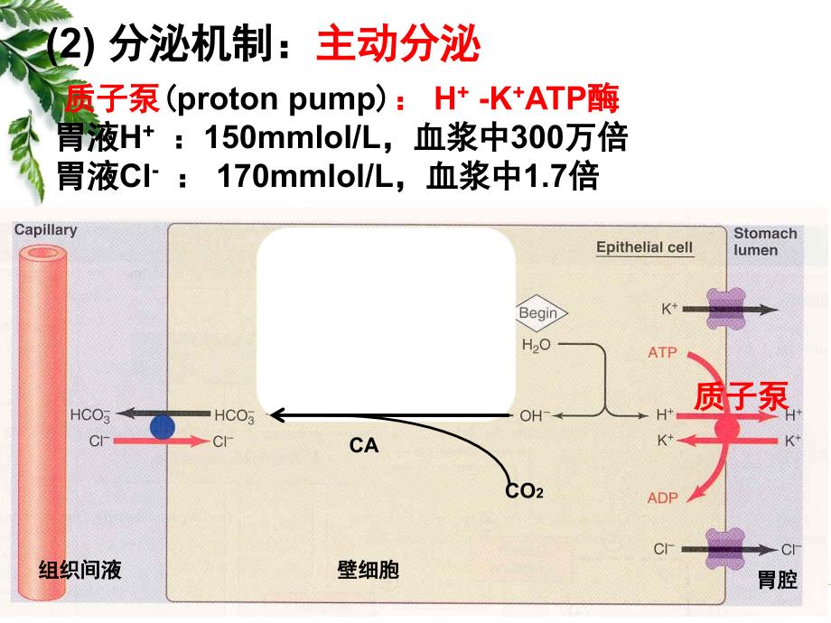 12级药学本科消化2_第3页