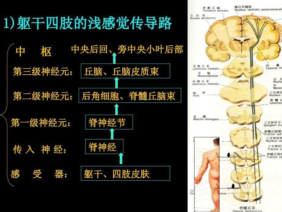 《神经系统的功能》PPT课件_第5页