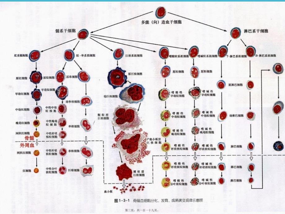 医学专题—外周血常规解读_第3页