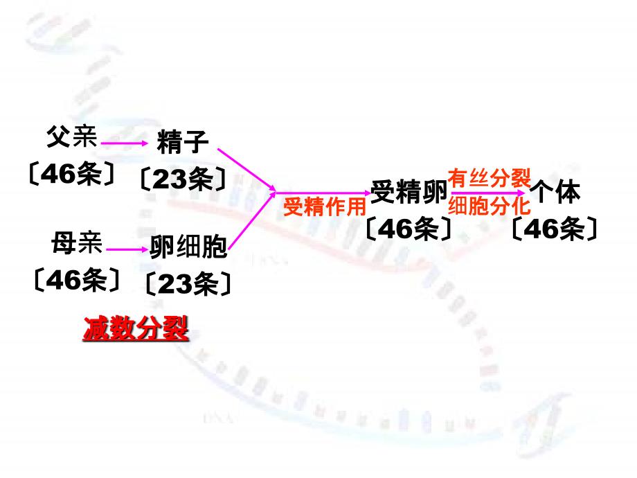 减数分裂和受精作用新人教必修2ppt课件_第2页