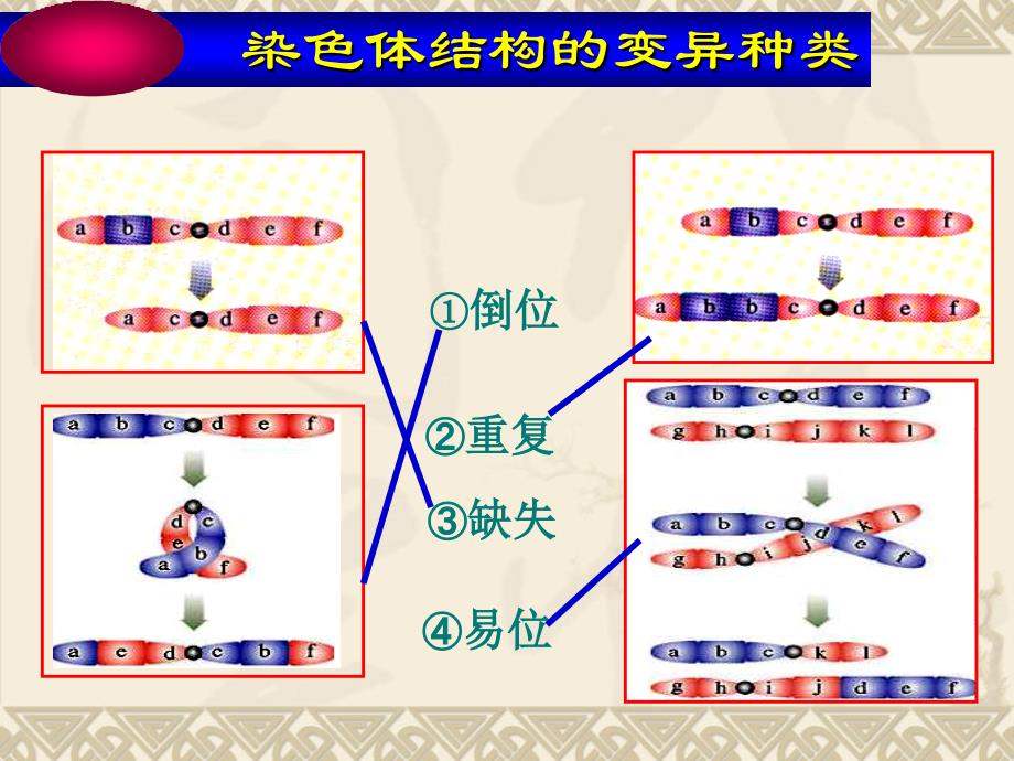 高中生物必修二染色体变异_第2页