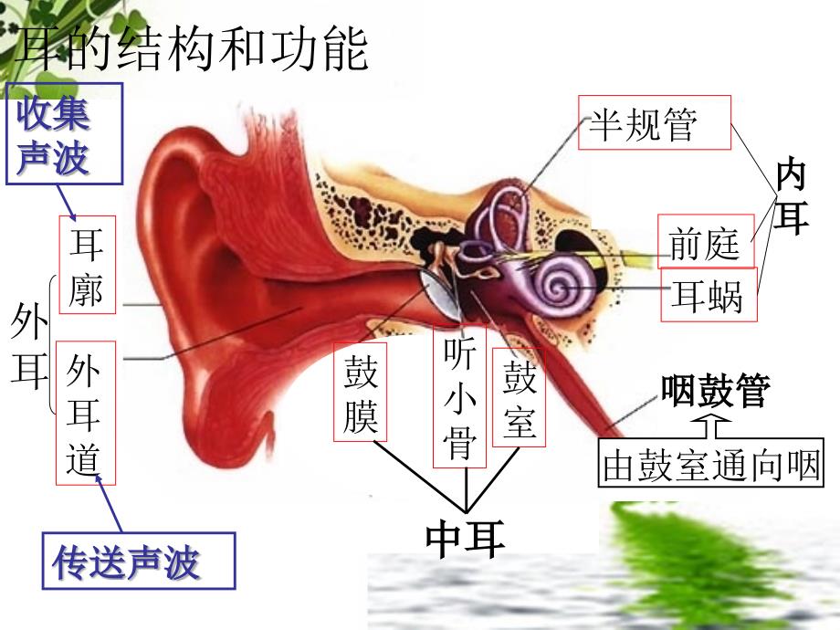 第一课爱护我们的耳朵_第4页