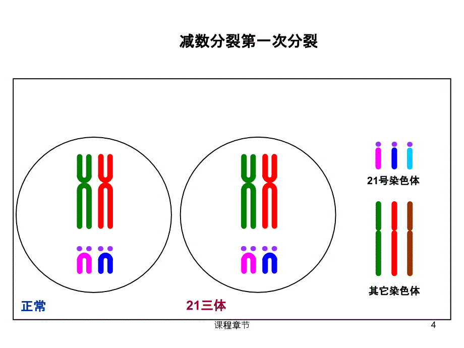 21三体的形成过程【上课课堂】_第4页