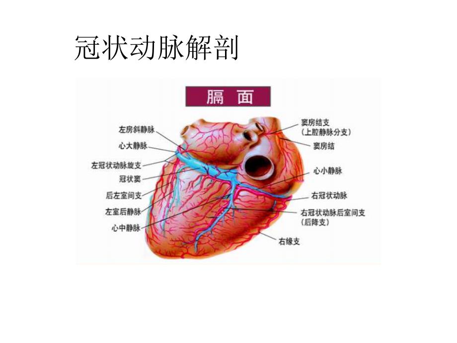 冠状动脉生理及特点_第3页