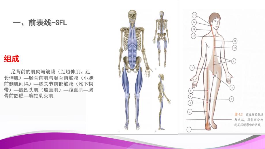 （优质课件）人体肌筋膜链_第3页