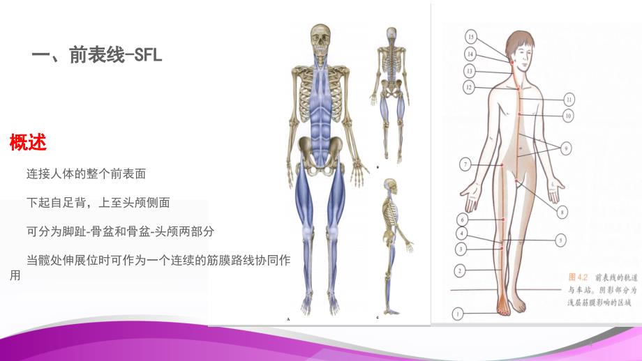 （优质课件）人体肌筋膜链_第4页