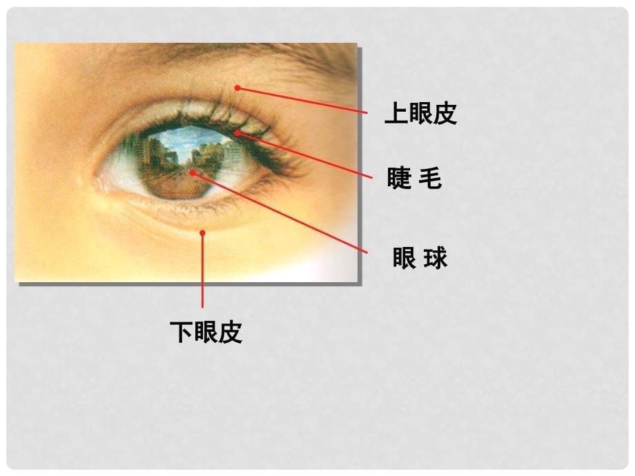 一年级美术上册 大眼睛课件2 湘教版_第5页