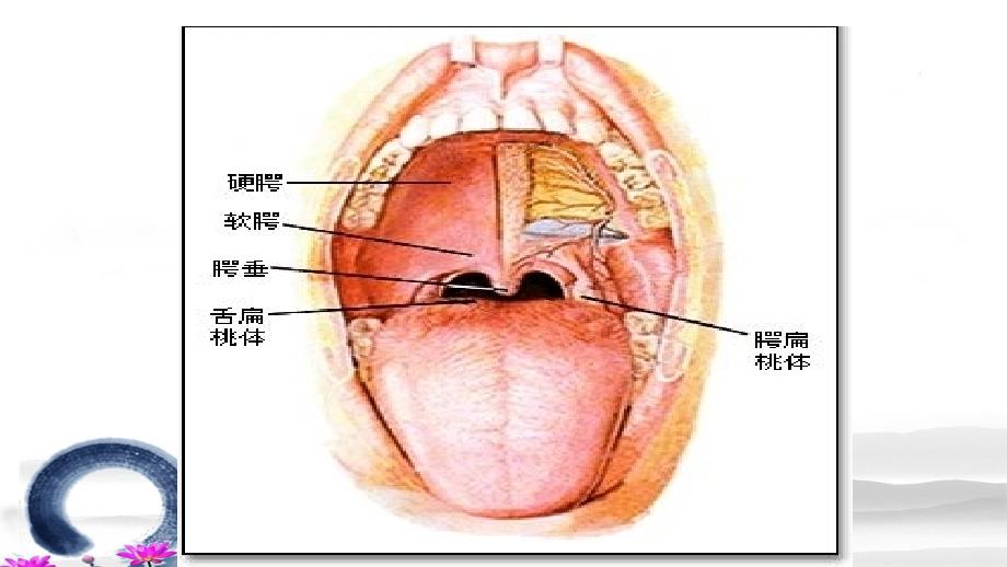 慢性扁桃体炎病人的护理PPT课件_第2页