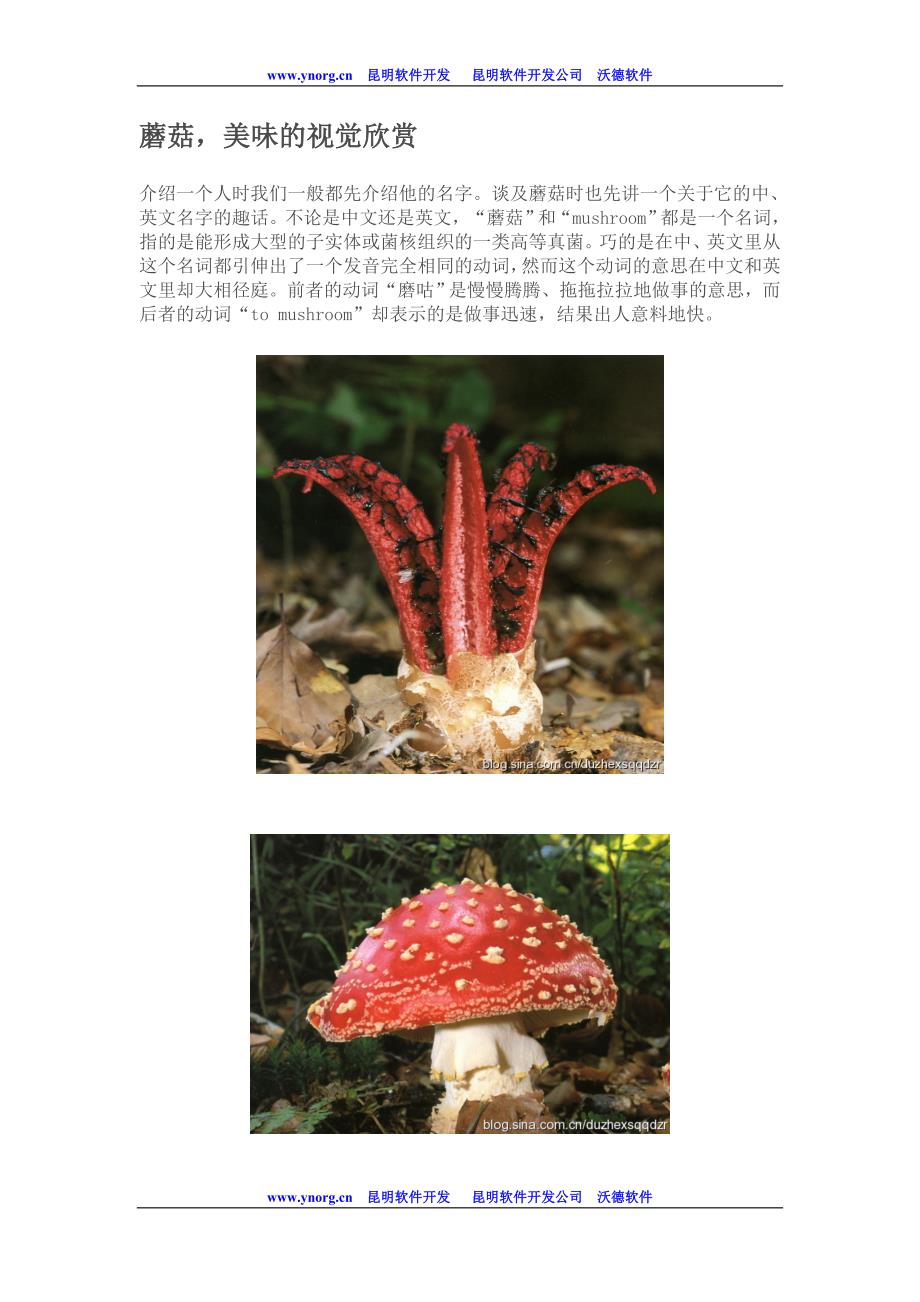 蘑菇,美味的视觉欣赏.doc_第1页