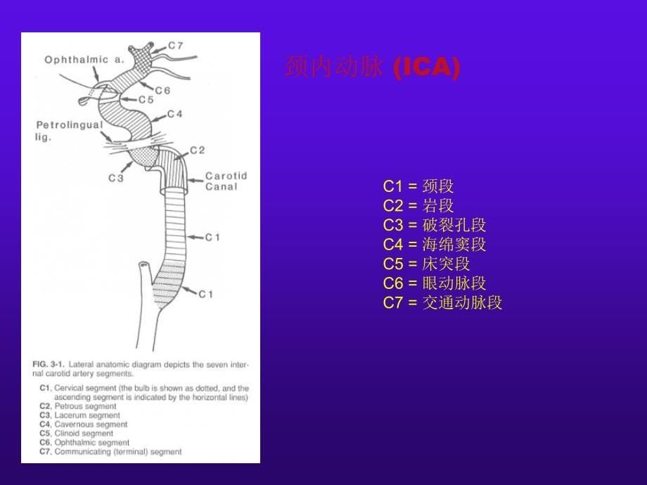 脑血管解剖1PPT文档_第5页