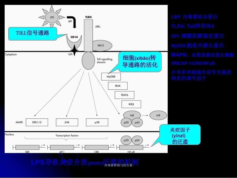 内毒素释放与抗生素课件_第5页