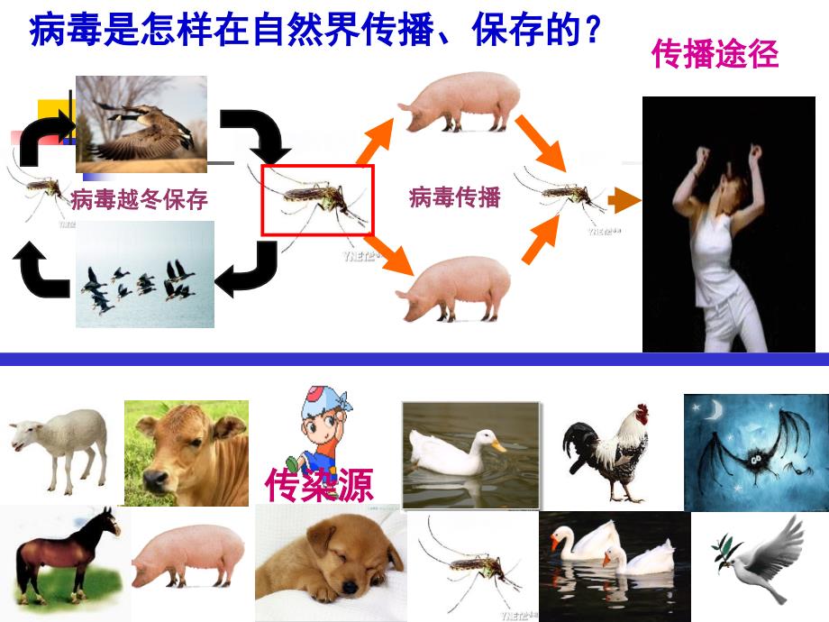 医学感染学课件：流行性乙型脑炎epidemic encephalitisB_第4页