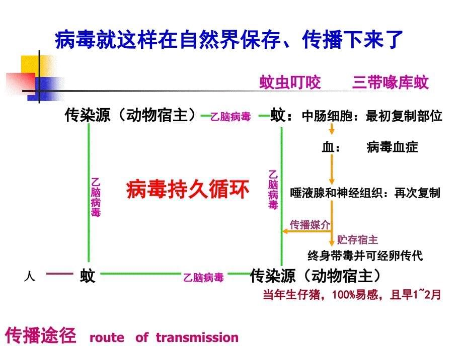 医学感染学课件：流行性乙型脑炎epidemic encephalitisB_第5页