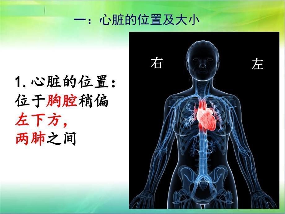 初中生物心脏课件_第5页