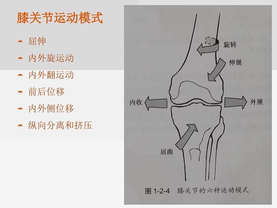 全膝膝关节置换基本理论_第5页