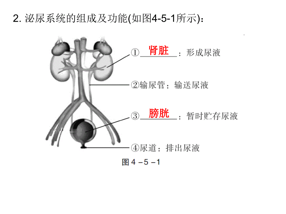 2019年中考生物总复习课件：第四单元第五章 人体内废物的排出_第4页