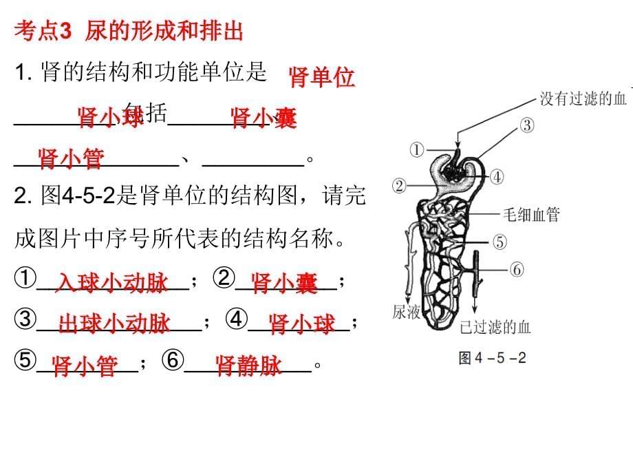 2019年中考生物总复习课件：第四单元第五章 人体内废物的排出_第5页