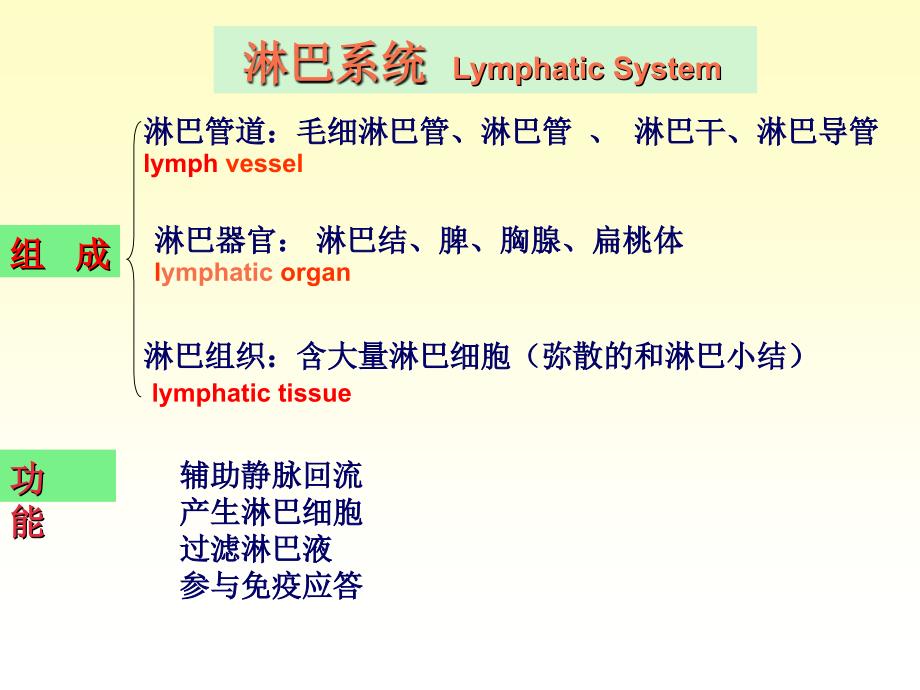 系统解剖学11淋巴系统_第2页