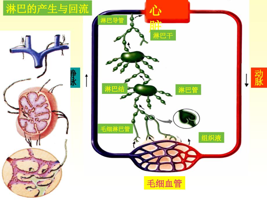 系统解剖学11淋巴系统_第3页