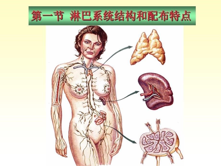 系统解剖学11淋巴系统_第5页