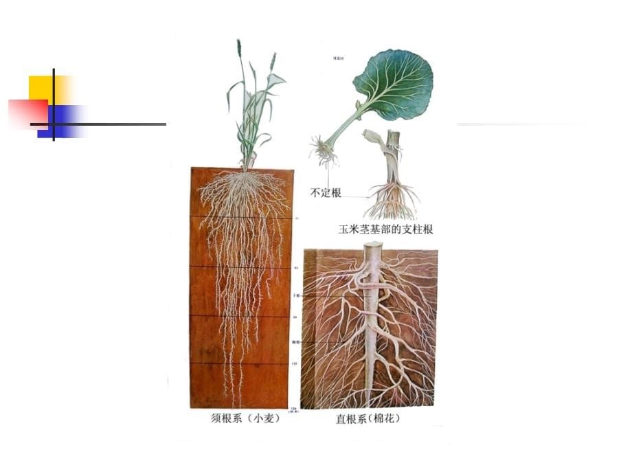 项目6根及根茎类中药p说pt课件_第5页