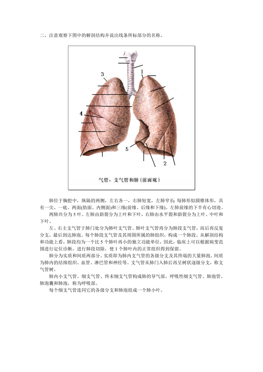 呼吸系统考试.doc_第2页