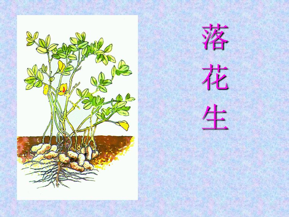 落花生课件 (3)_第1页