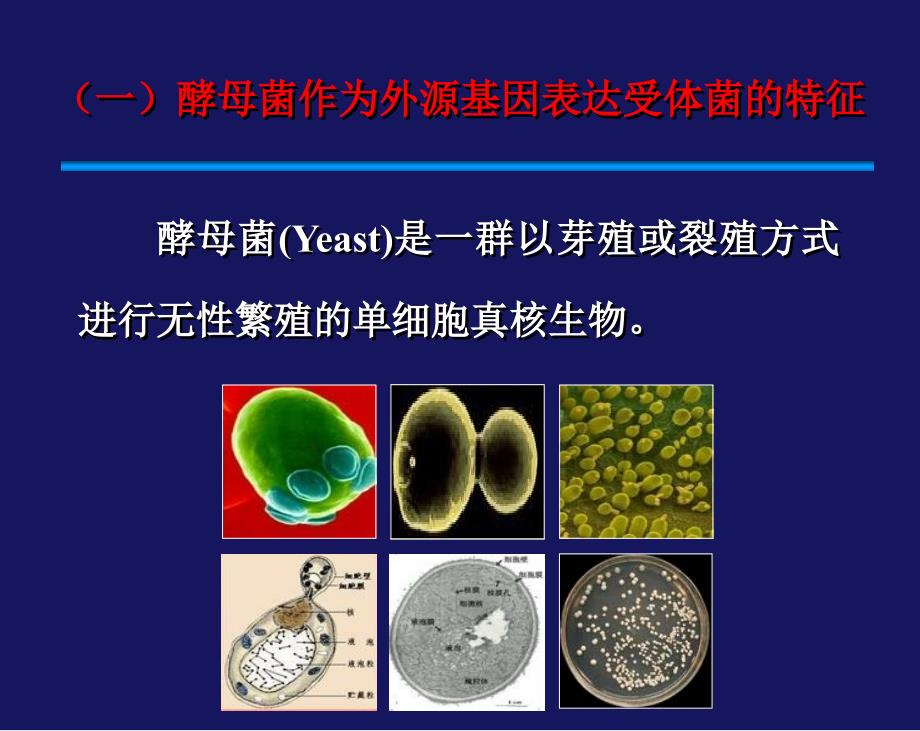 基因工程课件：第四章 酵母基因工程_第3页