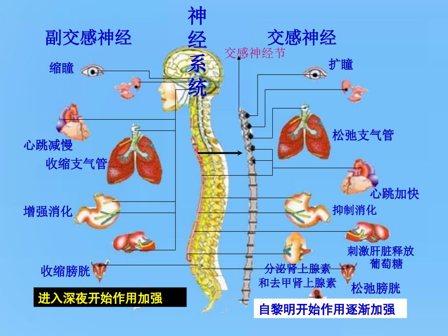 2手足口病对儿科医生的全面考量_第2页