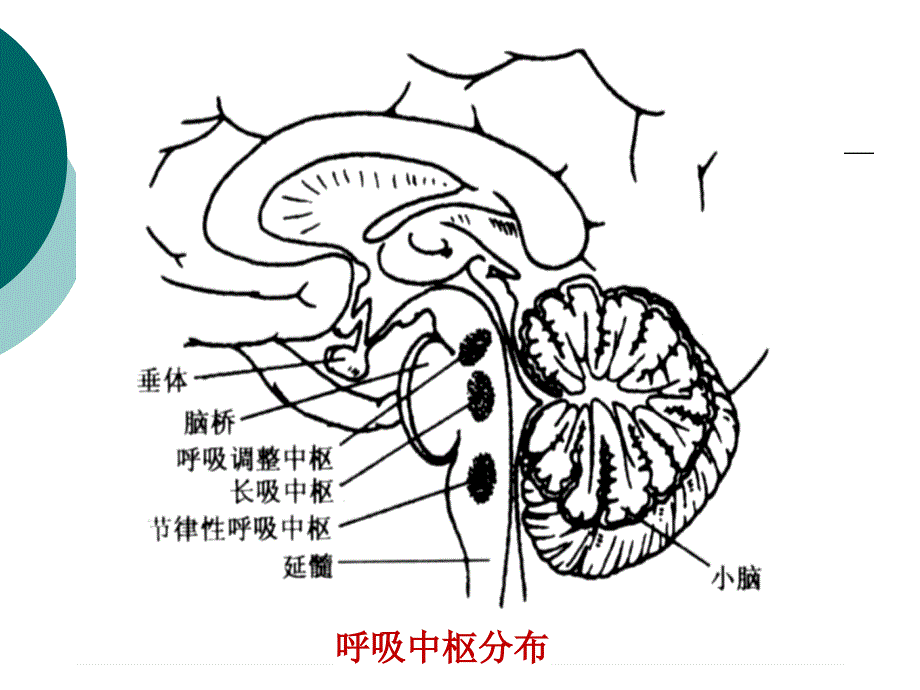 实验6呼吸运动的调节和胸内压的测定_第4页