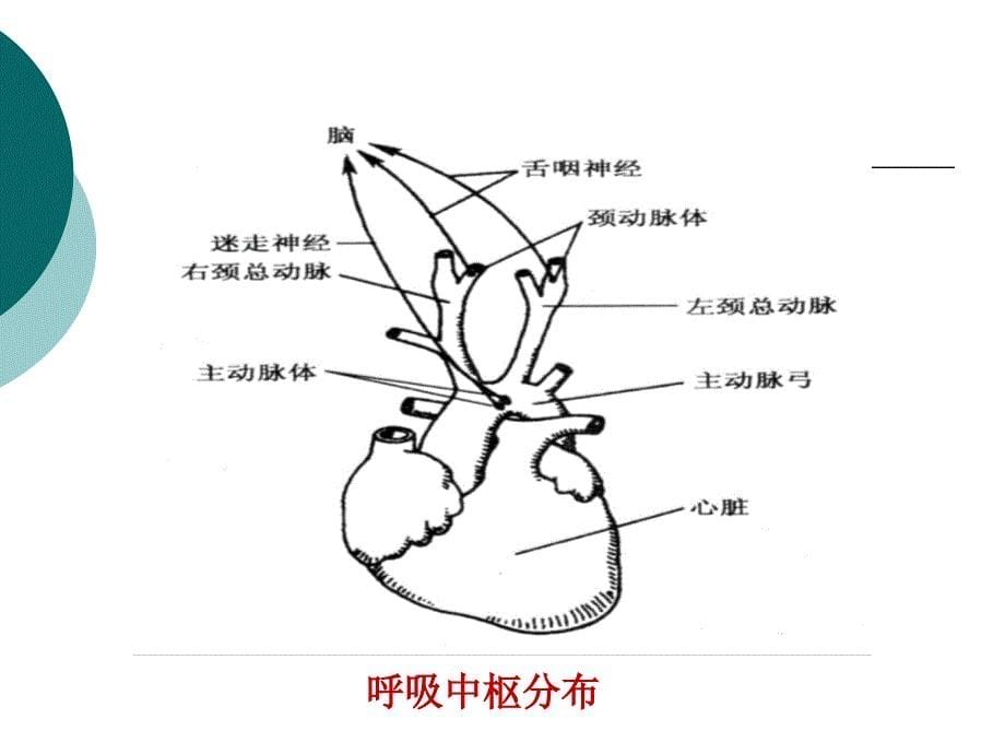 实验6呼吸运动的调节和胸内压的测定_第5页