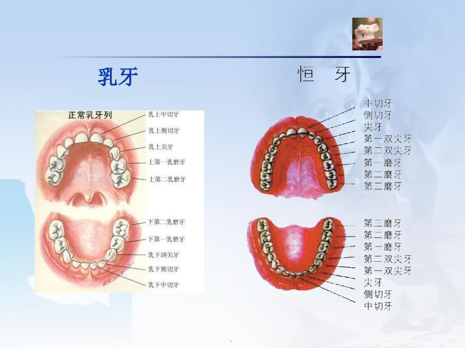 (医学课件)儿童口腔保健PPT演示课件_第5页