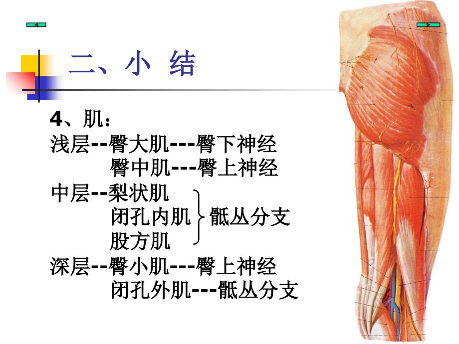 臀部股后区窝word版本_第4页