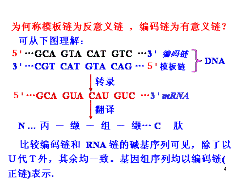 十四章RNA的生物合成转录PPT课件_第4页