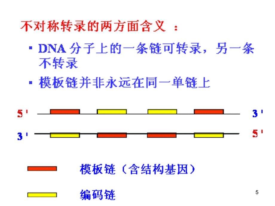 十四章RNA的生物合成转录PPT课件_第5页